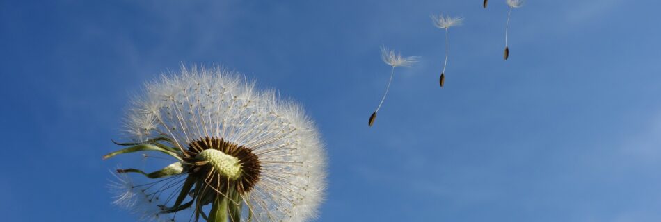 dandelion-g8ef2d022d_1920